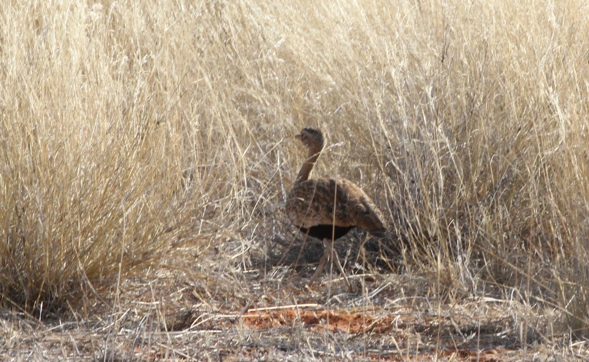 Red-crested Bustard - ML300823181
