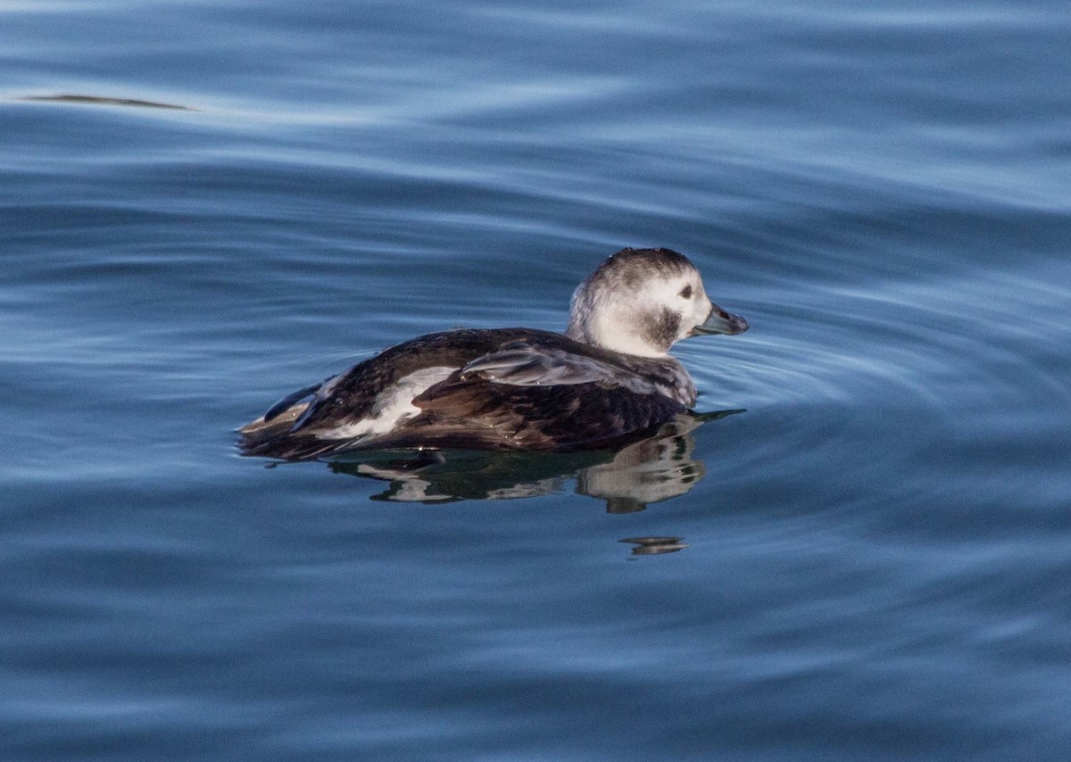 Long-tailed Duck - ML300823911