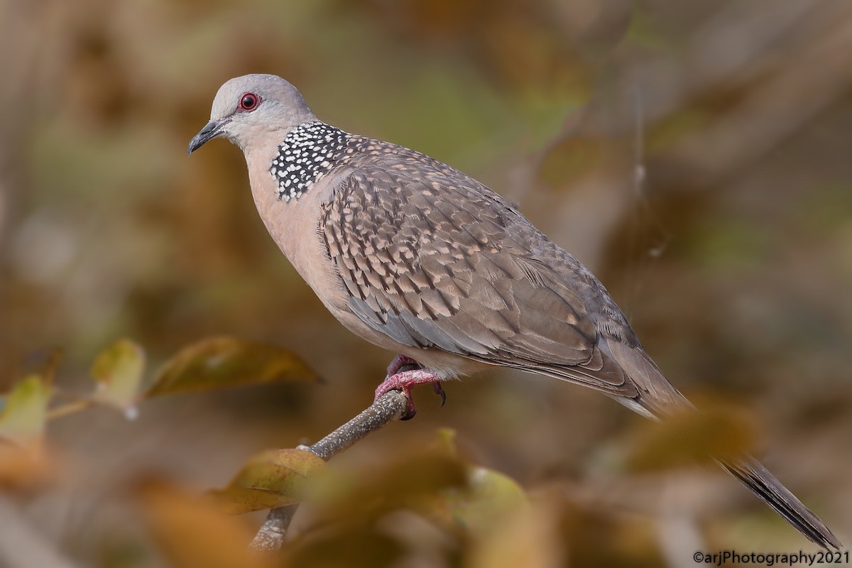 Spotted Dove - Rahul  Singh