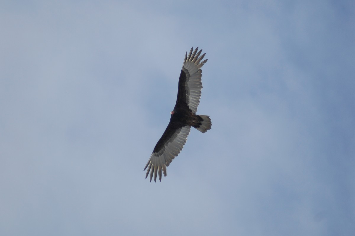 Turkey Vulture - ML300827011