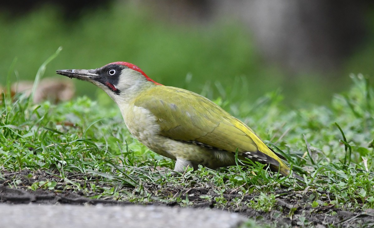 Eurasian Green Woodpecker - ML300827471