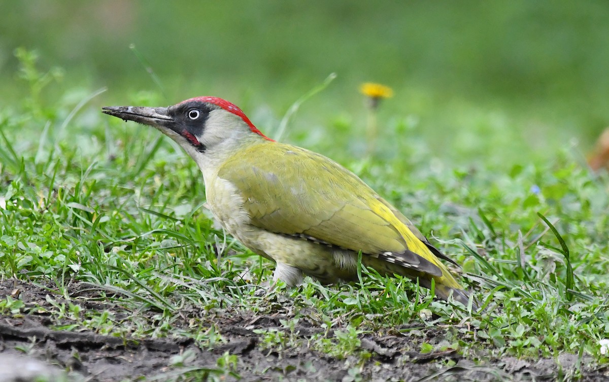 Eurasian Green Woodpecker - Василий Калиниченко