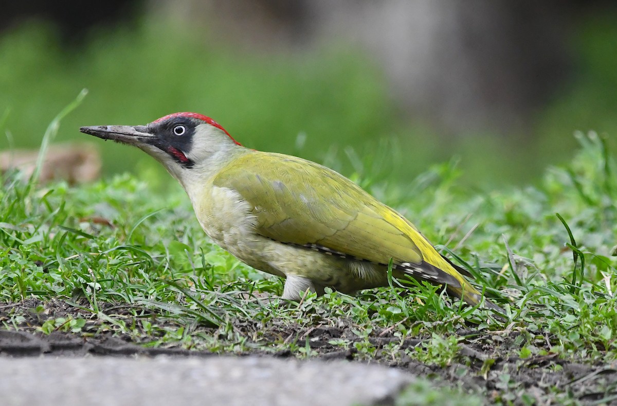Eurasian Green Woodpecker - ML300827621
