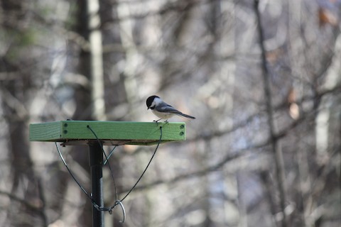 Black-capped Chickadee - Peter Everett