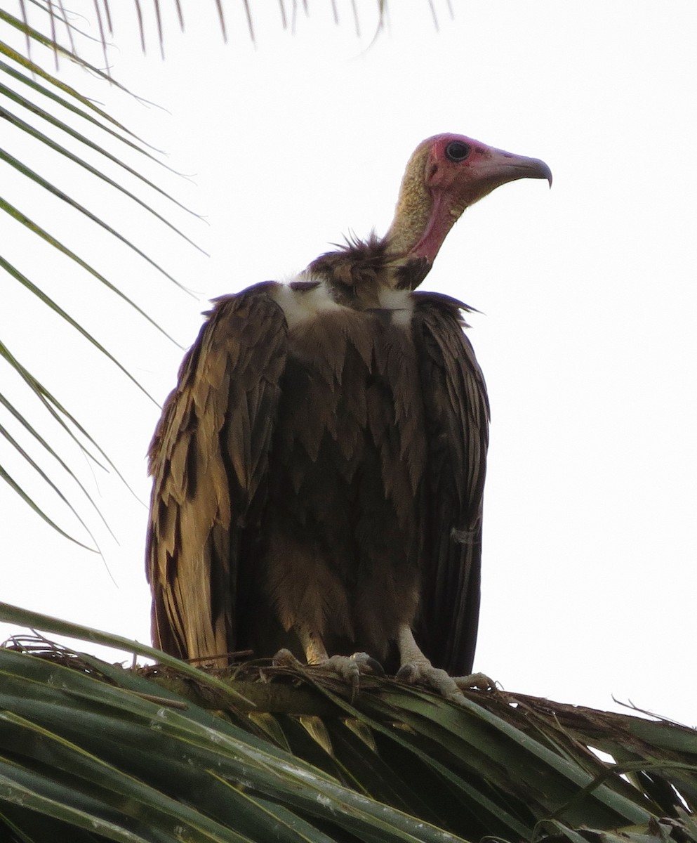 Hooded Vulture - Rich Hoyer