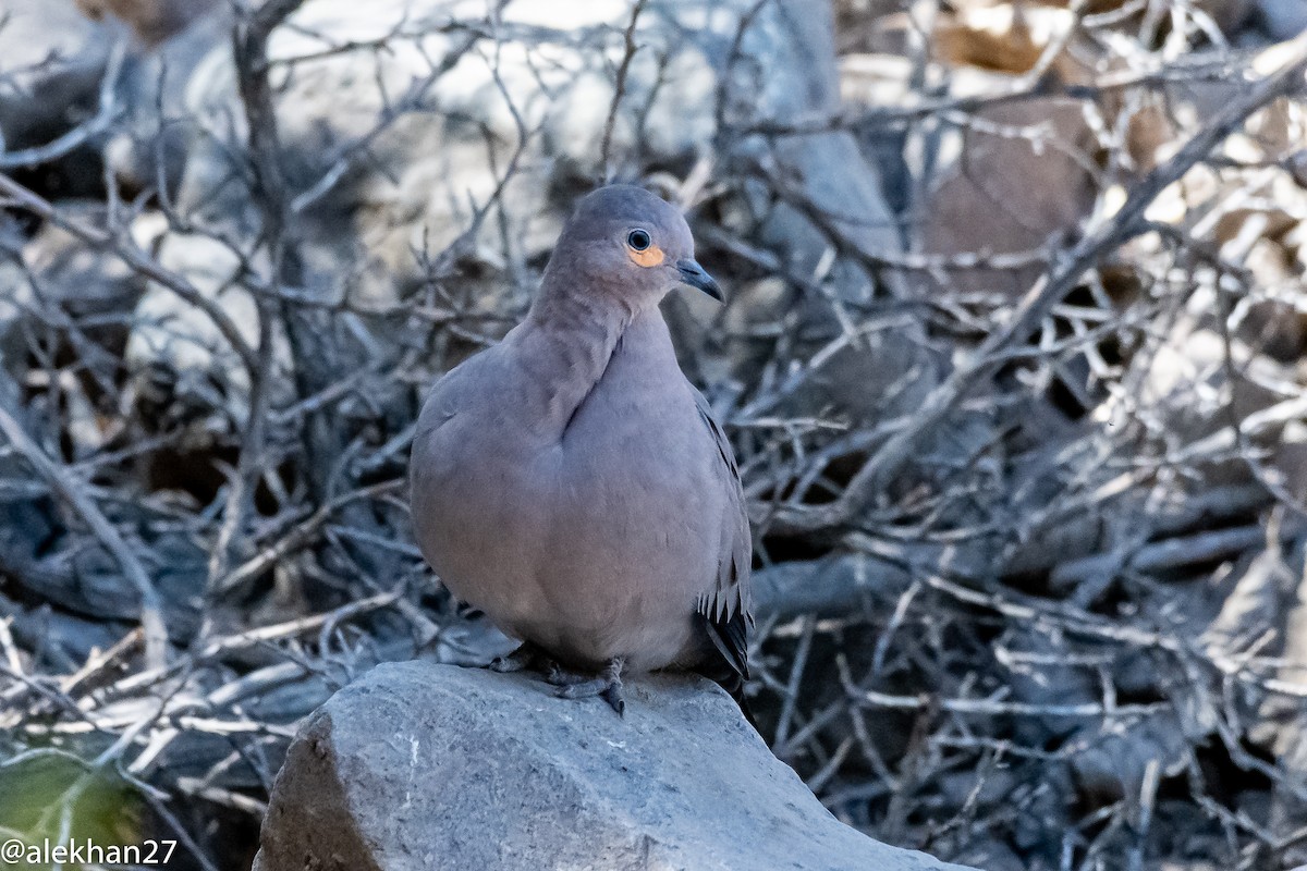 Black-winged Ground Dove - ML300835521