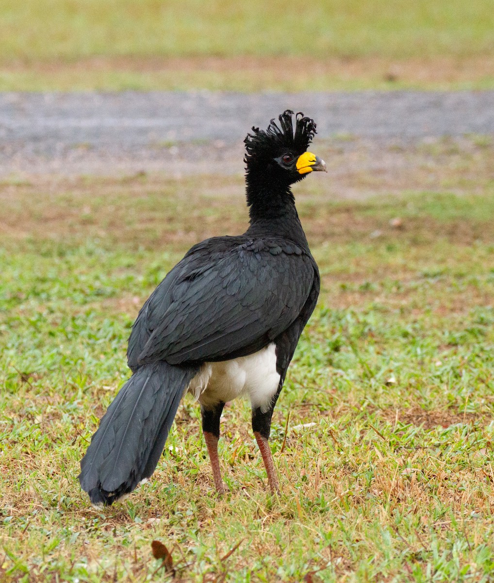 Bare-faced Curassow - ML300843311