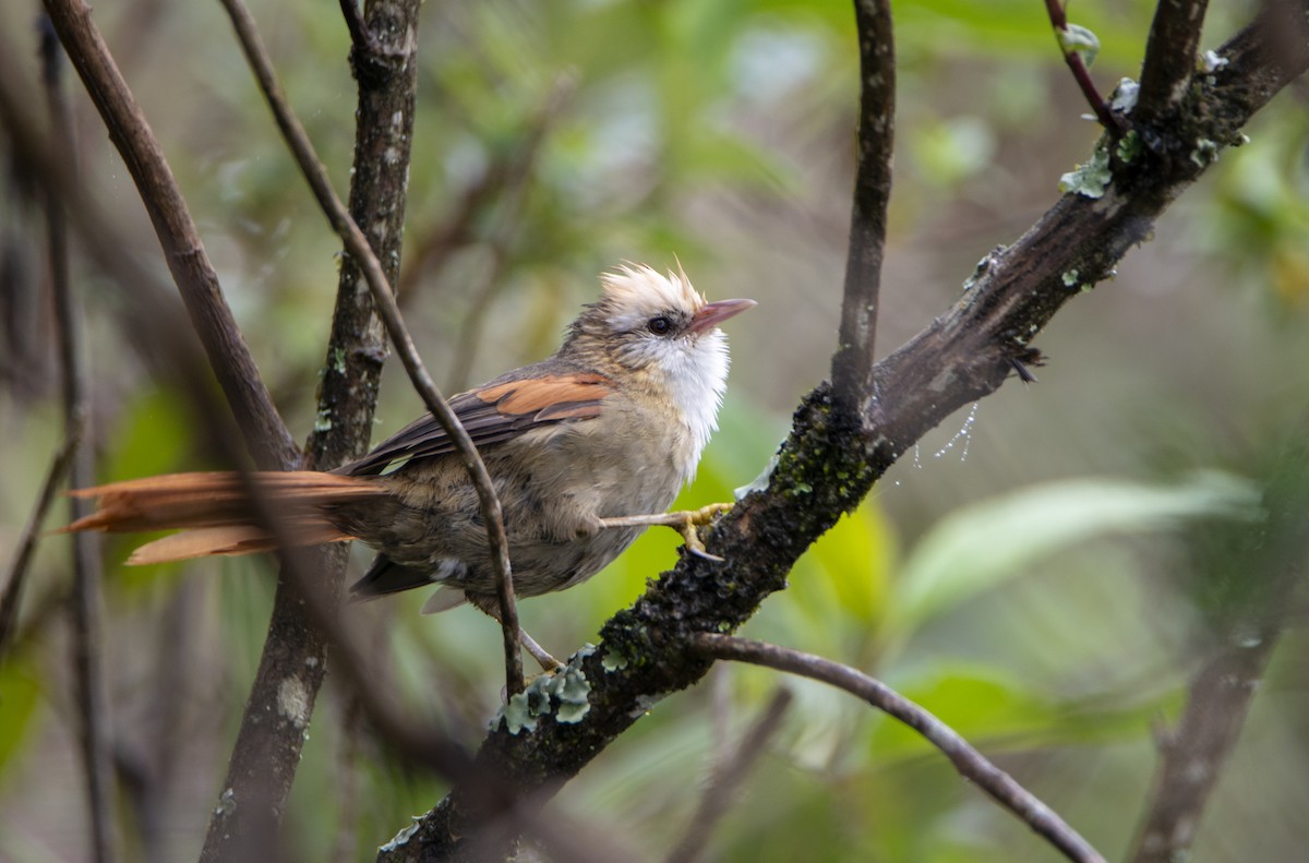Creamy-crested Spinetail - ML300845751
