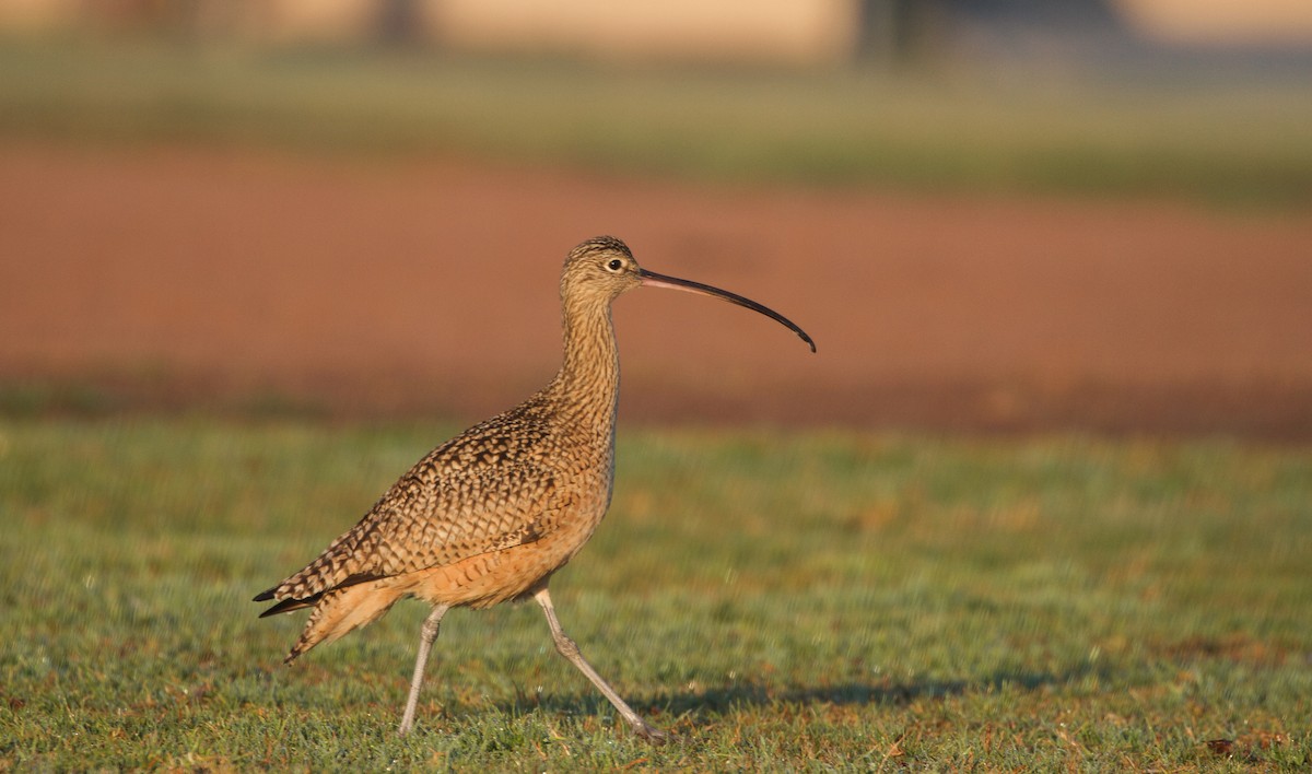 Long-billed Curlew - ML300847161