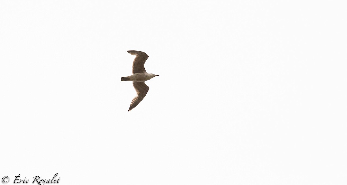 Herring Gull (European) - Eric Francois Roualet