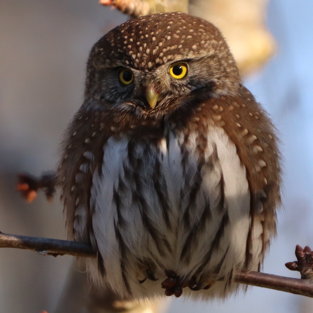 Northern Pygmy-Owl - ML300849441