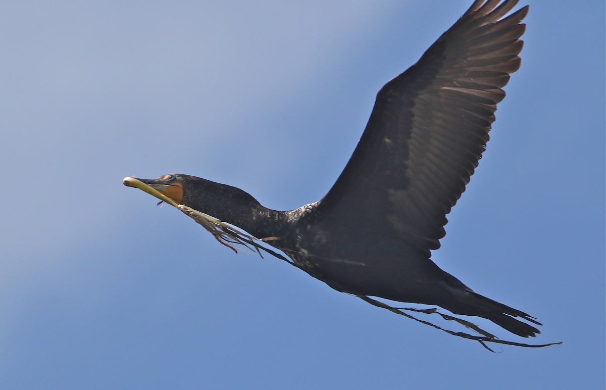Double-crested Cormorant - Don Roberson