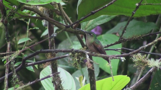 kolibřík hnědobřichý - ML300854691