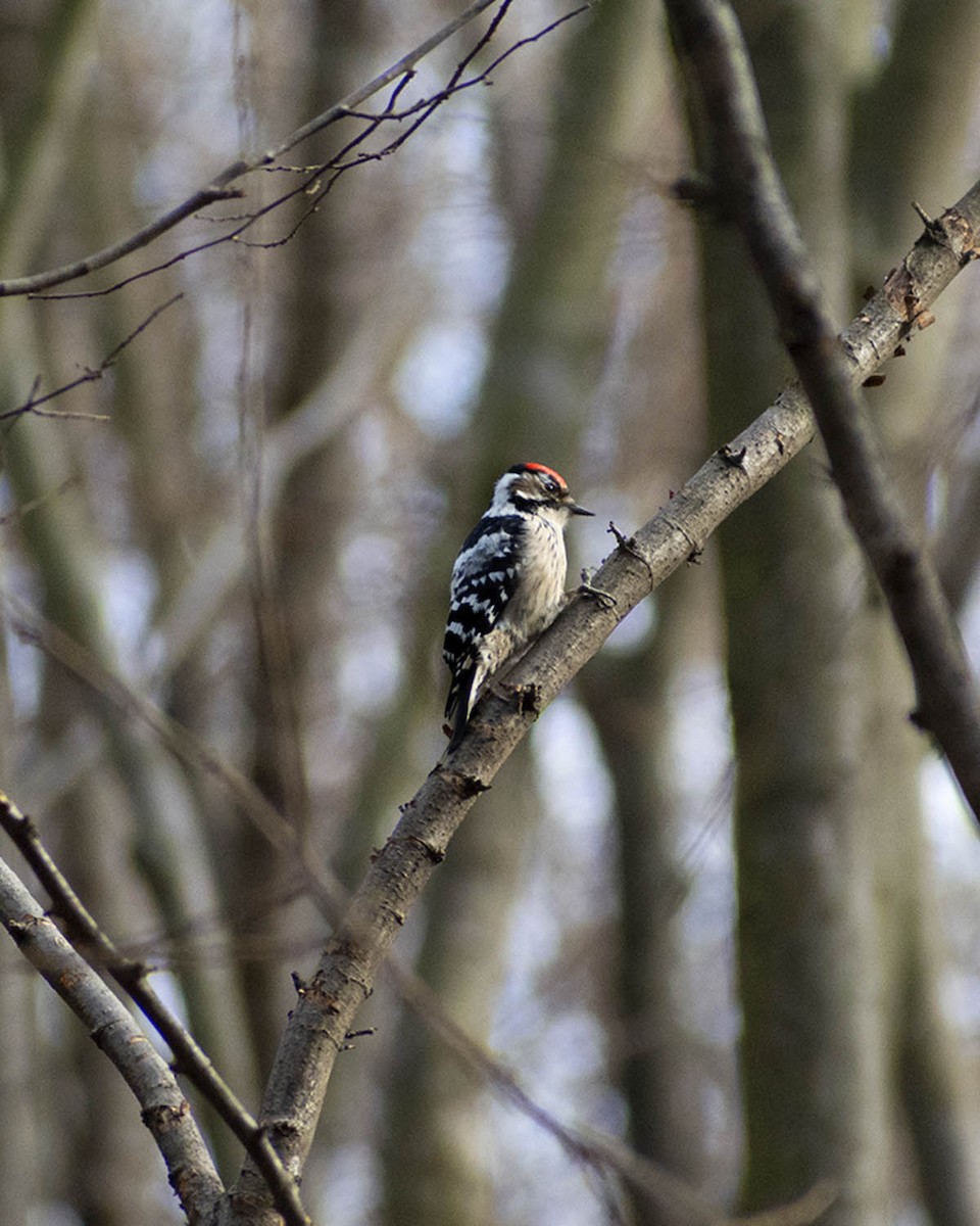 Lesser Spotted Woodpecker - ML300856141