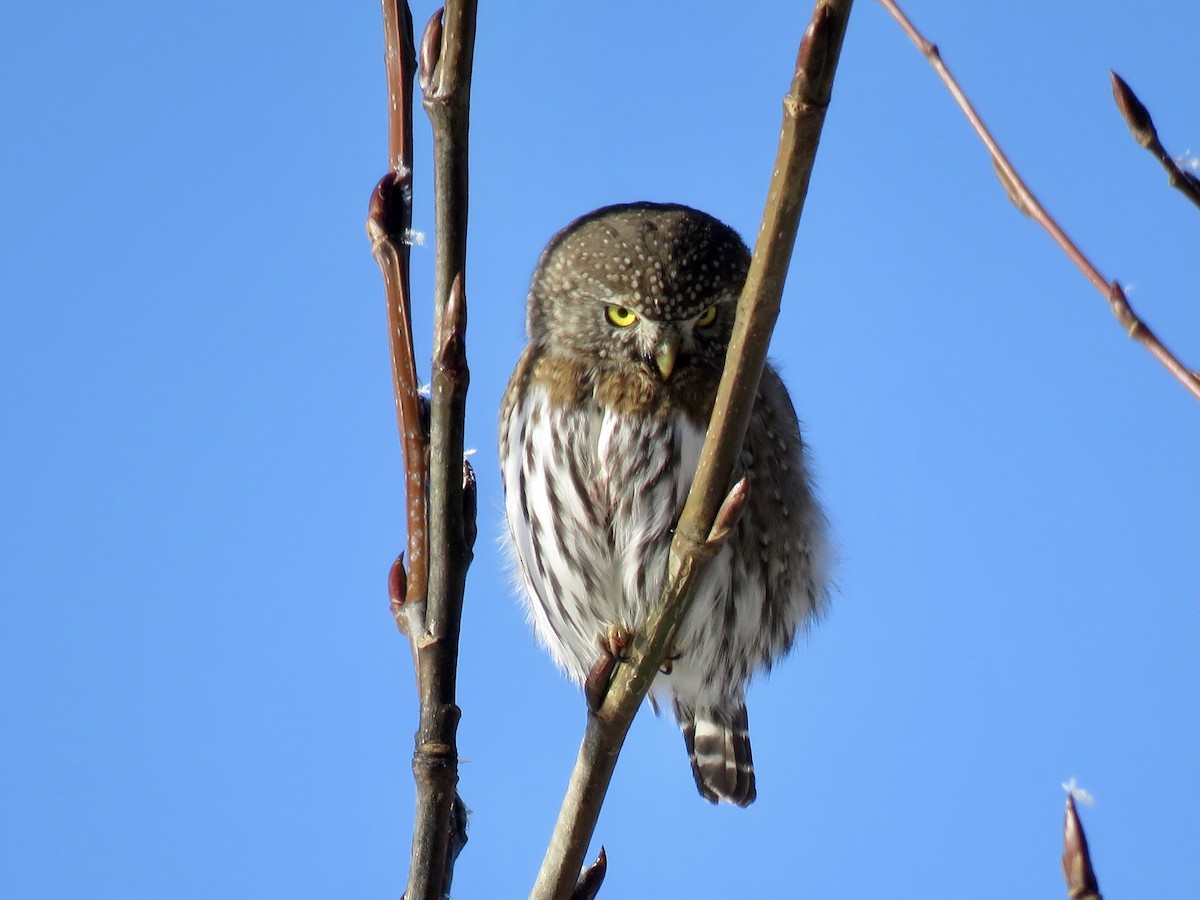 Northern Pygmy-Owl - ML300857731