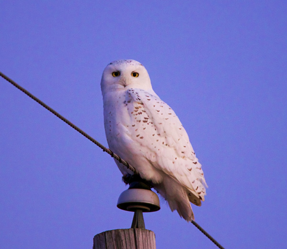 Snowy Owl - ML300858461