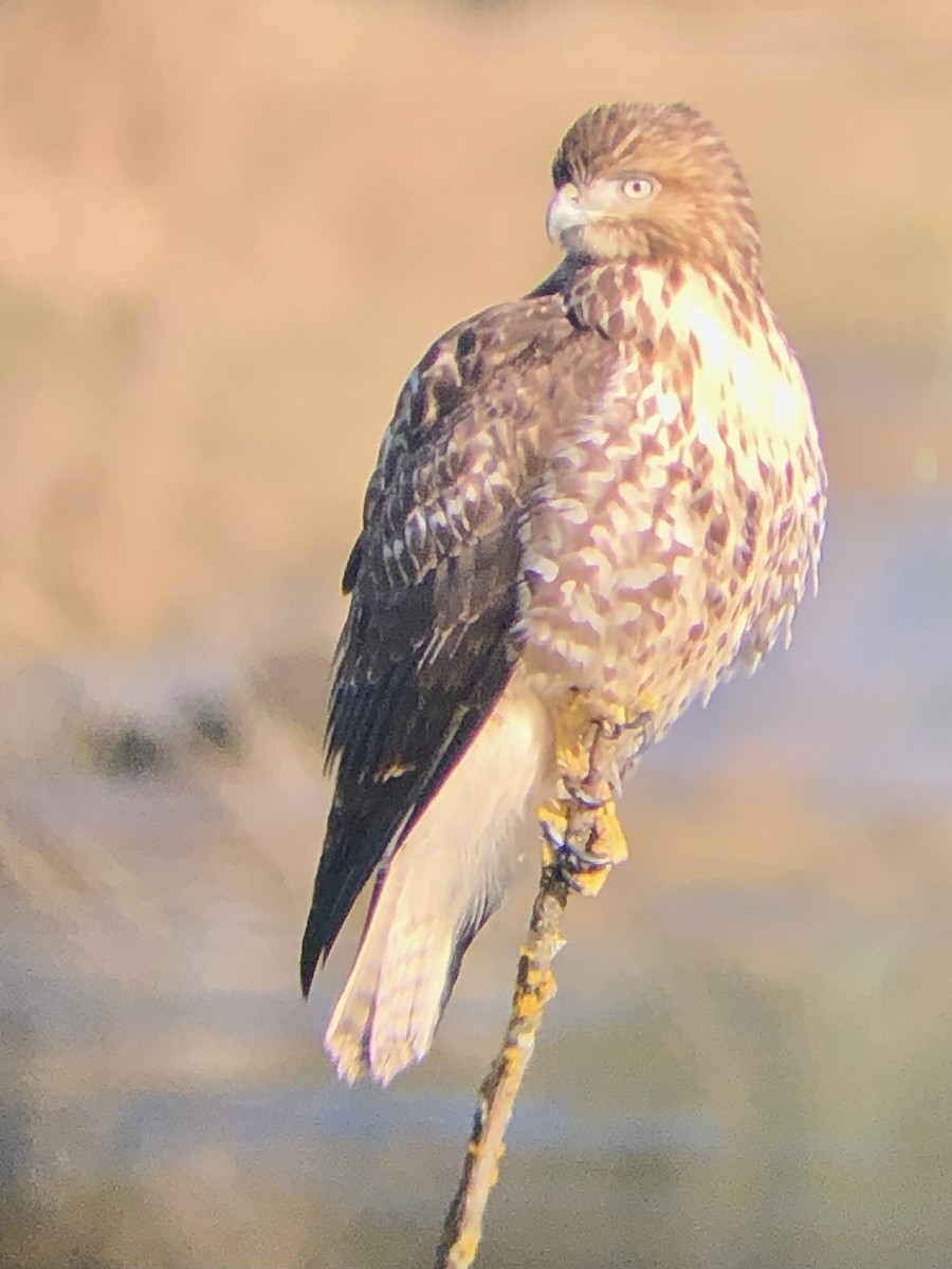 Red-tailed Hawk - ML300859181