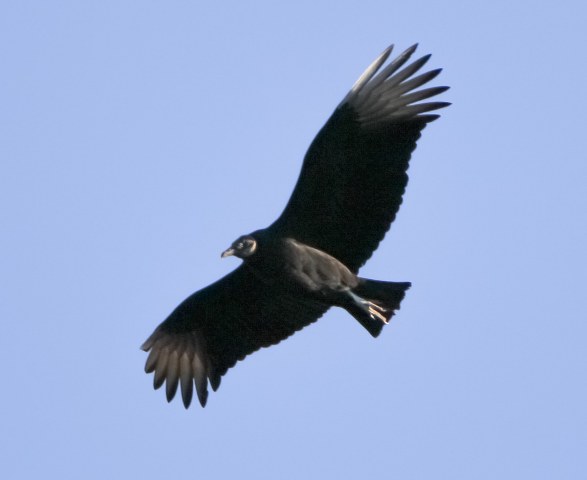 Black Vulture - ML300861771