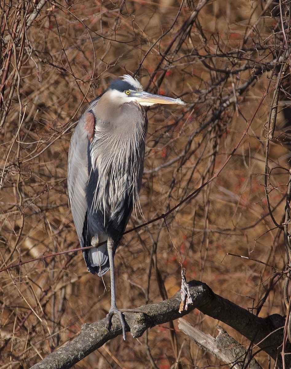 eBird Checklist - 23 Jan 2021 - Nod Brook Wildlife Management Area - 13 ...