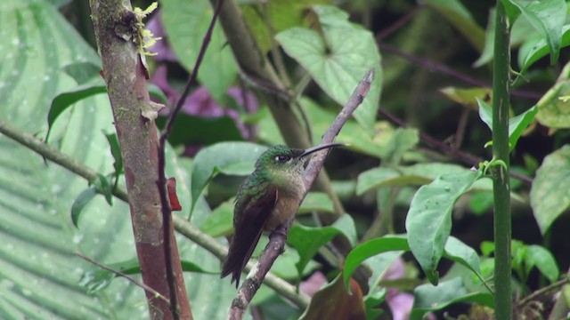 kolibřík hnědobřichý - ML300866061