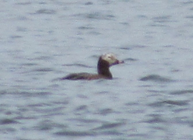 Long-tailed Duck - ML30086671