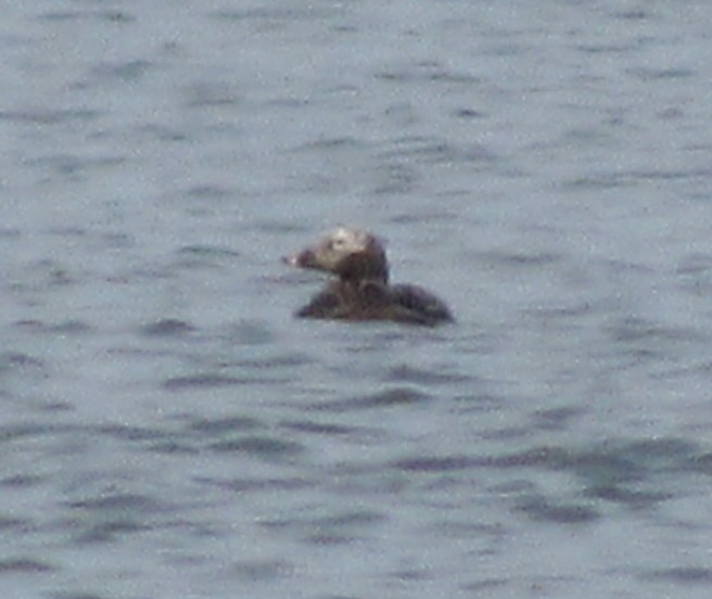 Long-tailed Duck - ML30086681