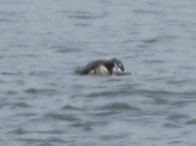 Long-tailed Duck - ML30086691