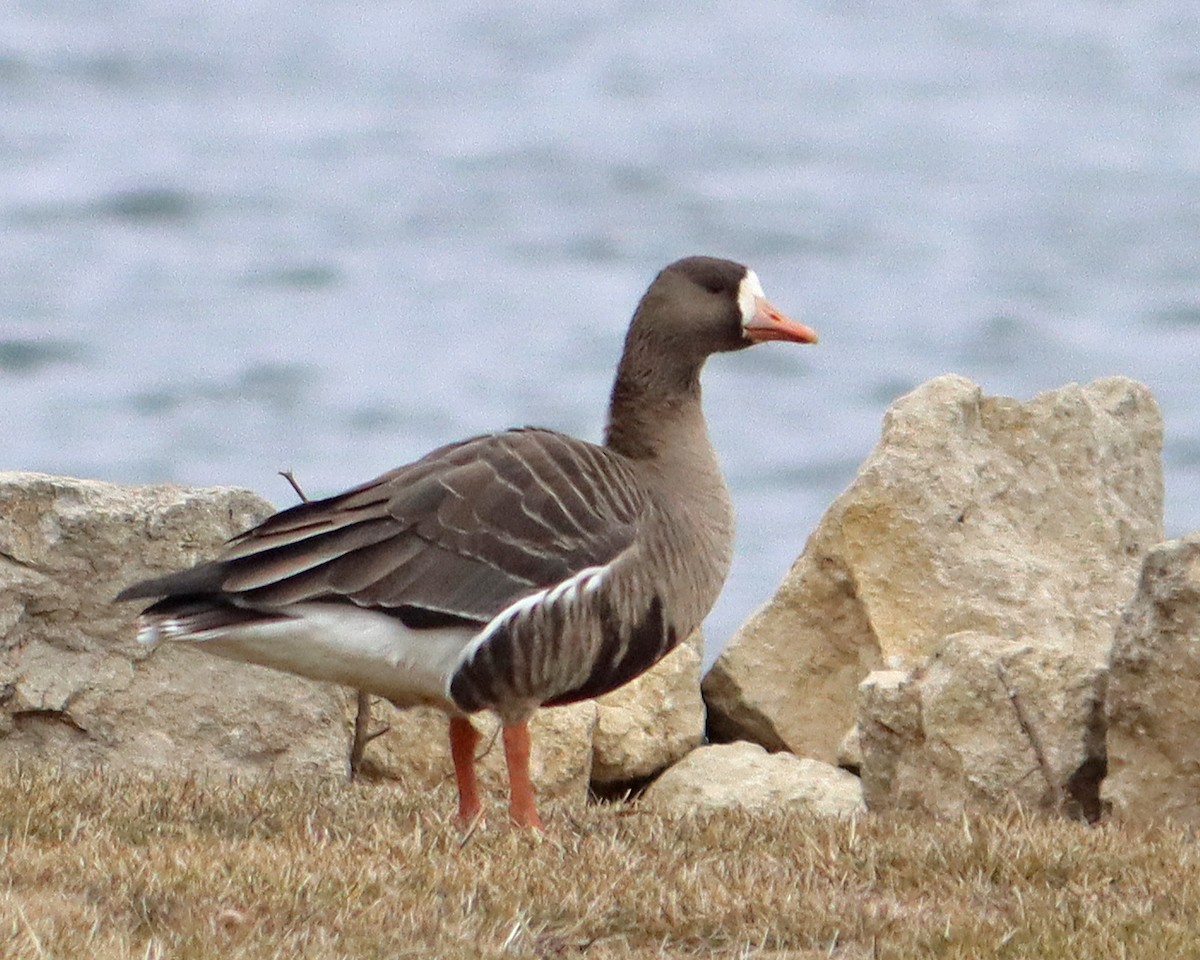 Greater White-fronted Goose - Dan Kempf