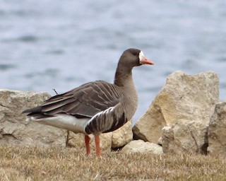 Greater White-fronted Goose, ML300867391