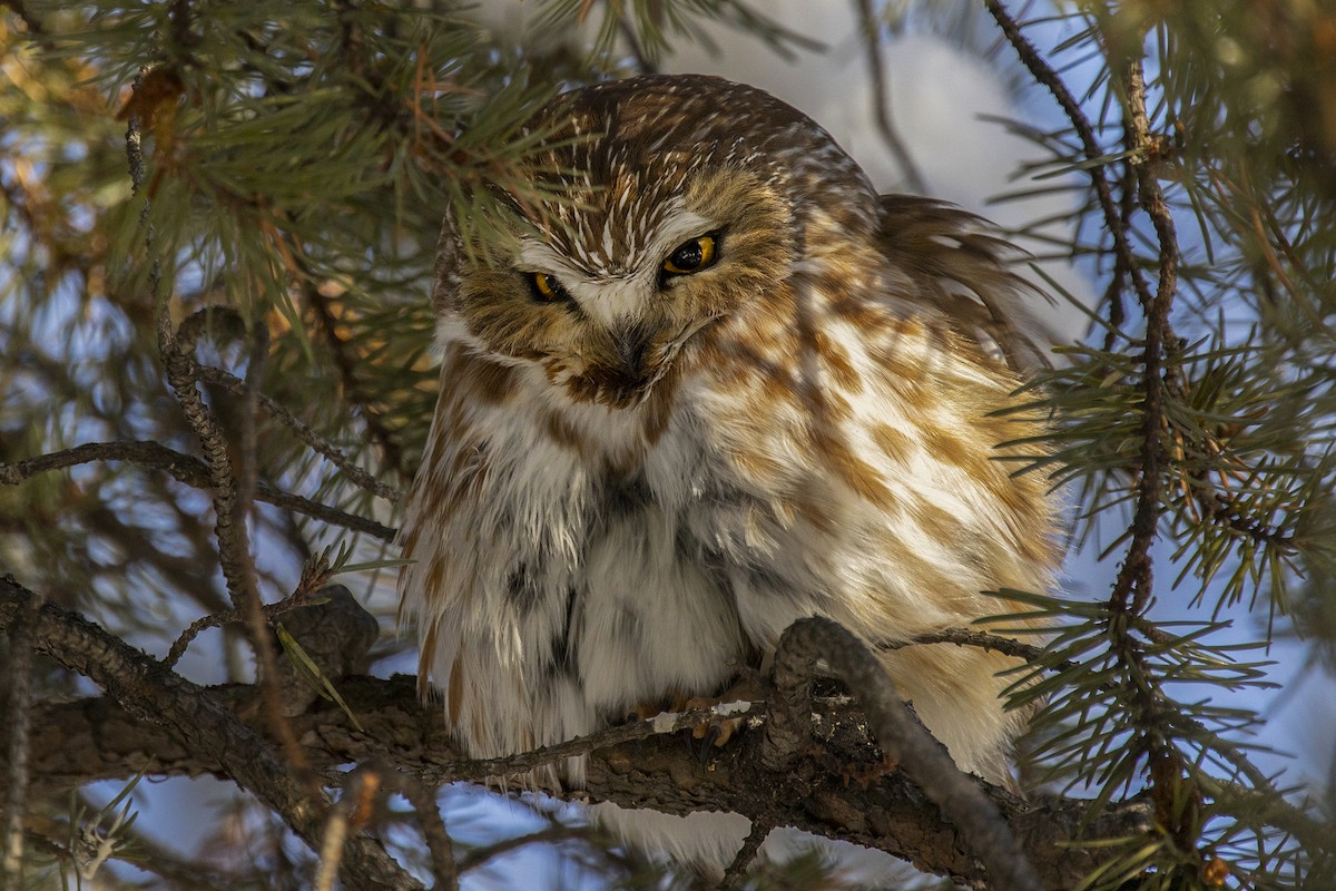 Northern Saw-whet Owl - Maurice Pitre