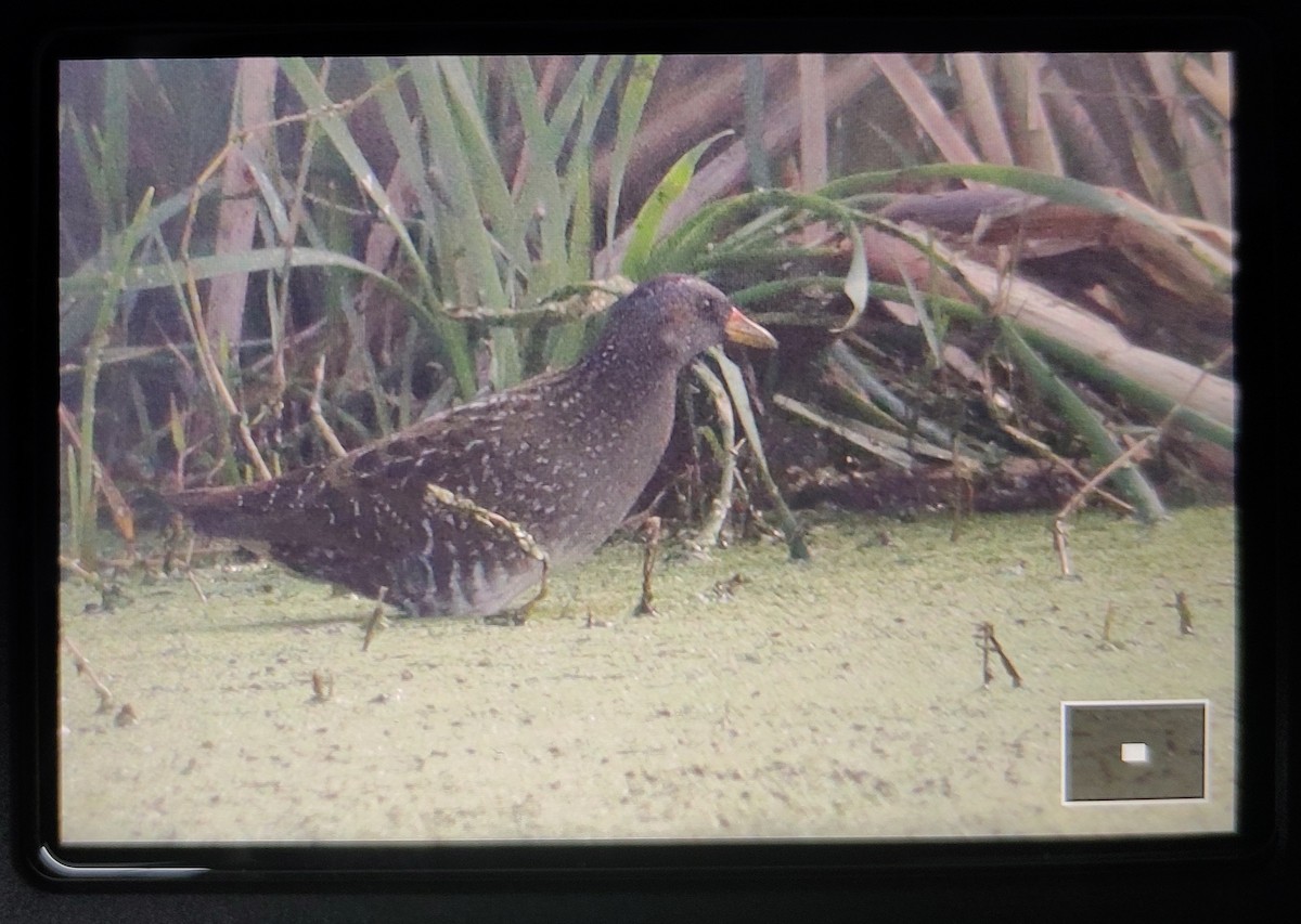 Spotted Crake - ML300871371