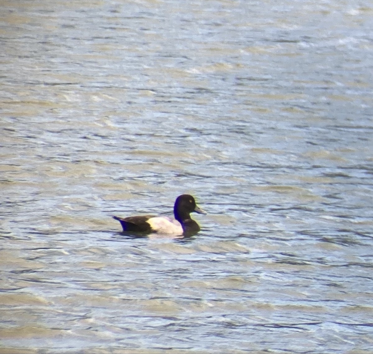 Greater Scaup - Alex Moore