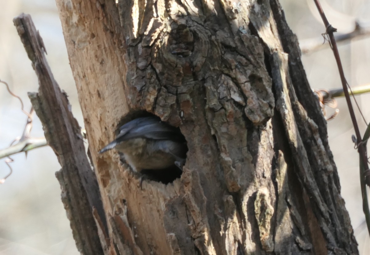 Brown-headed Nuthatch - ML300880731