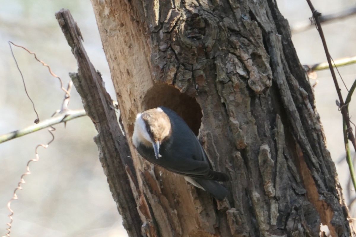 Brown-headed Nuthatch - ML300880891