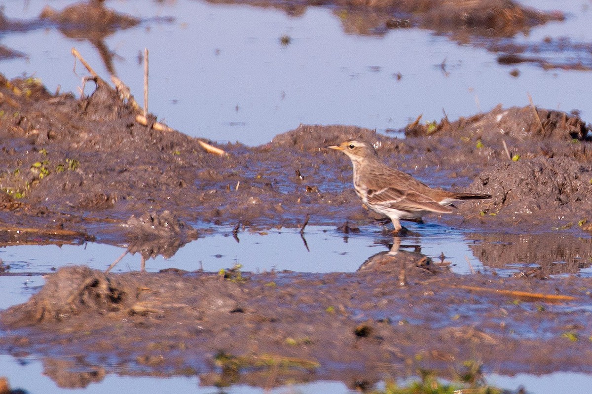 Water Pipit - ML300881481