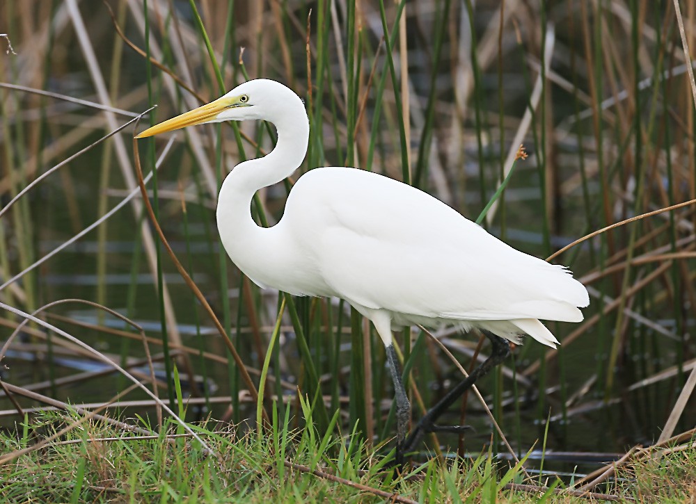 Great Egret - Michael Walther
