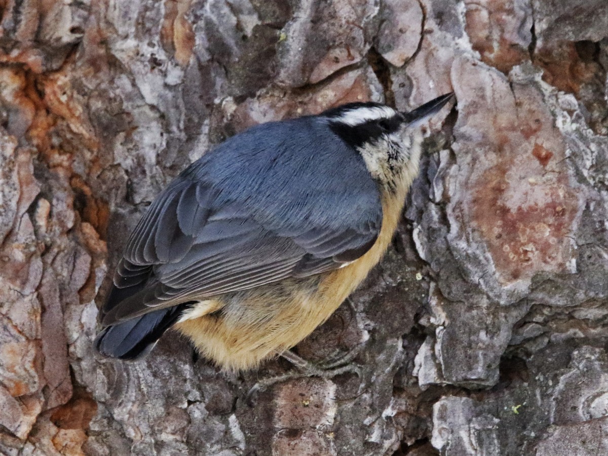 Red-breasted Nuthatch - ML300889391