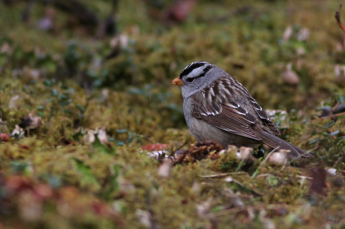White-crowned Sparrow (Gambel's) - Alex Lamoreaux