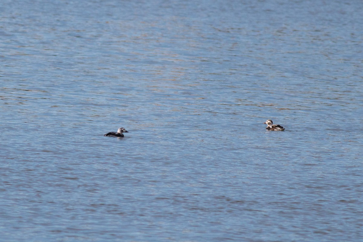 Long-tailed Duck - ML300900151