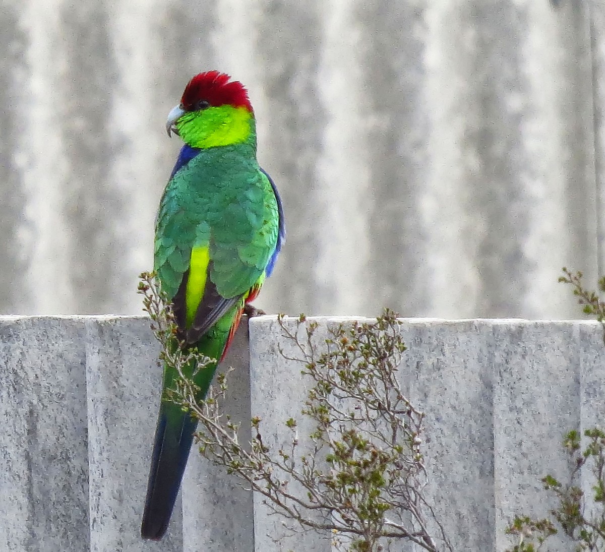 Red-capped Parrot - ML300901081