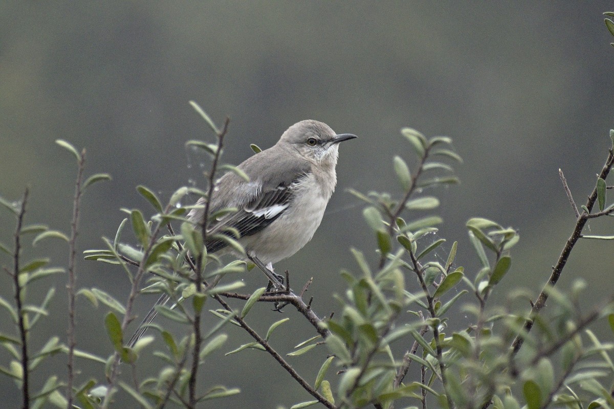 Northern Mockingbird - Vander Stoetz