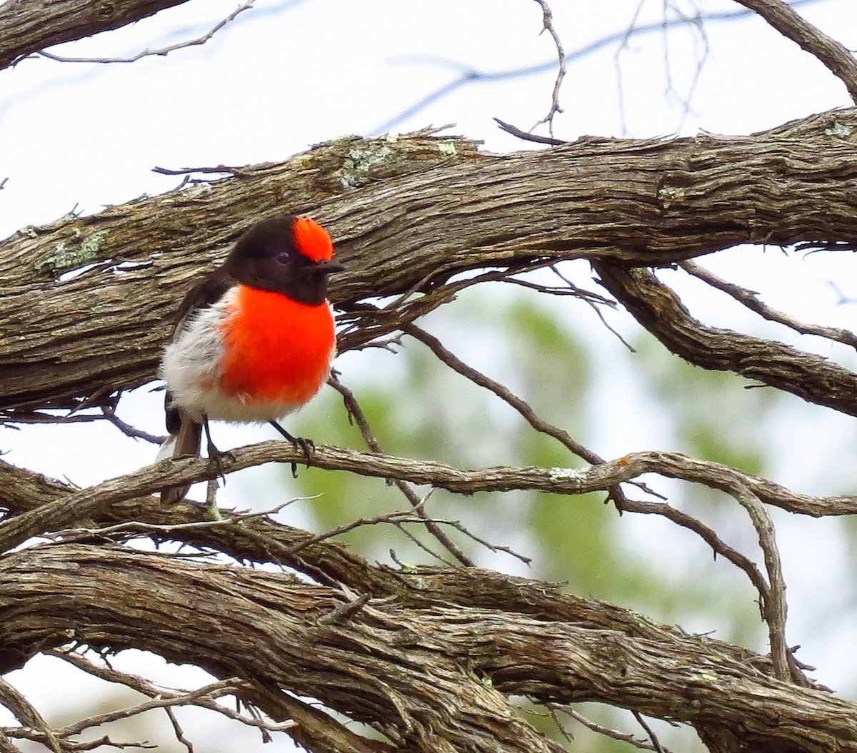 Red-capped Robin - ML300902921