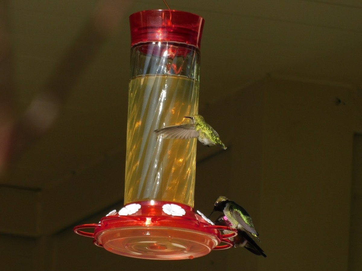 Anna's Hummingbird - ML300904371