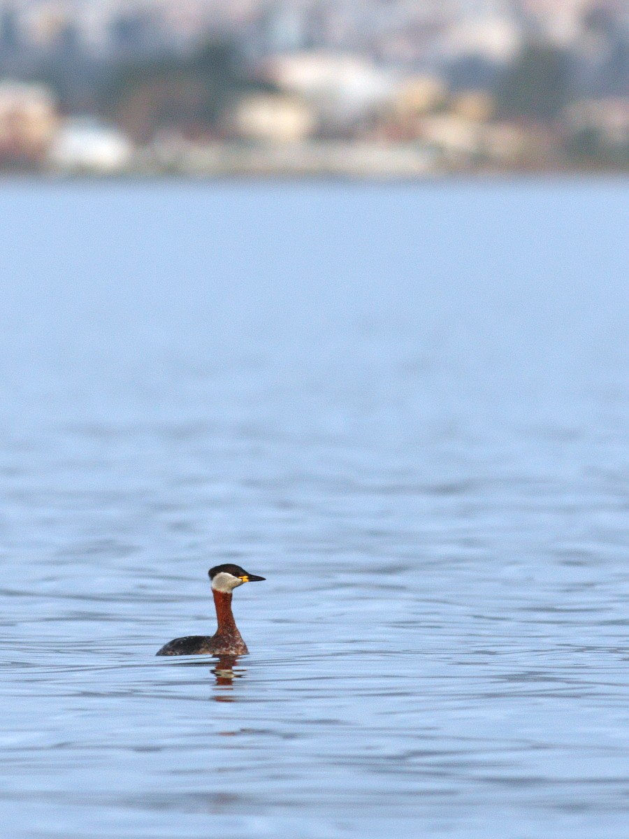 Red-necked Grebe - ML300911301