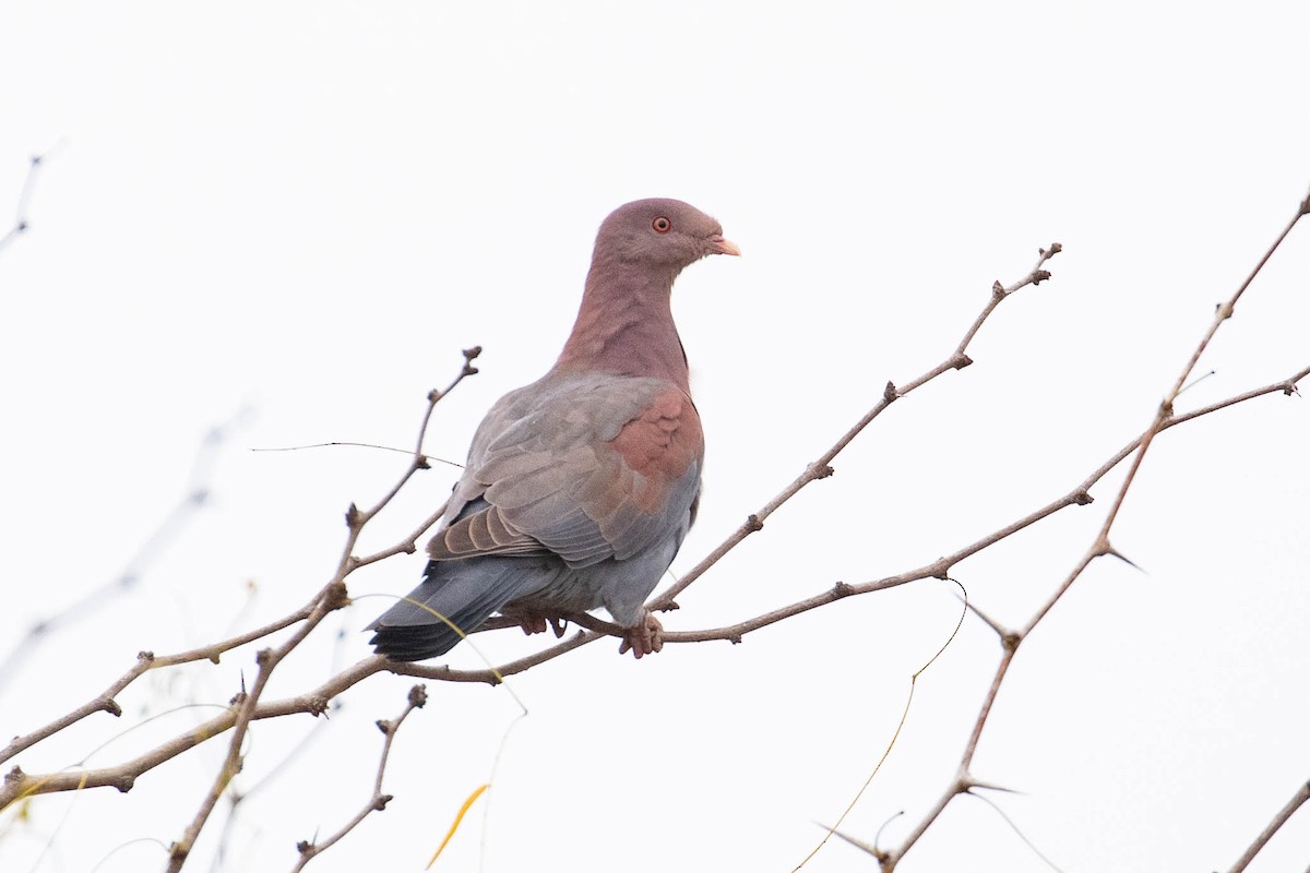 Red-billed Pigeon - ML300912781