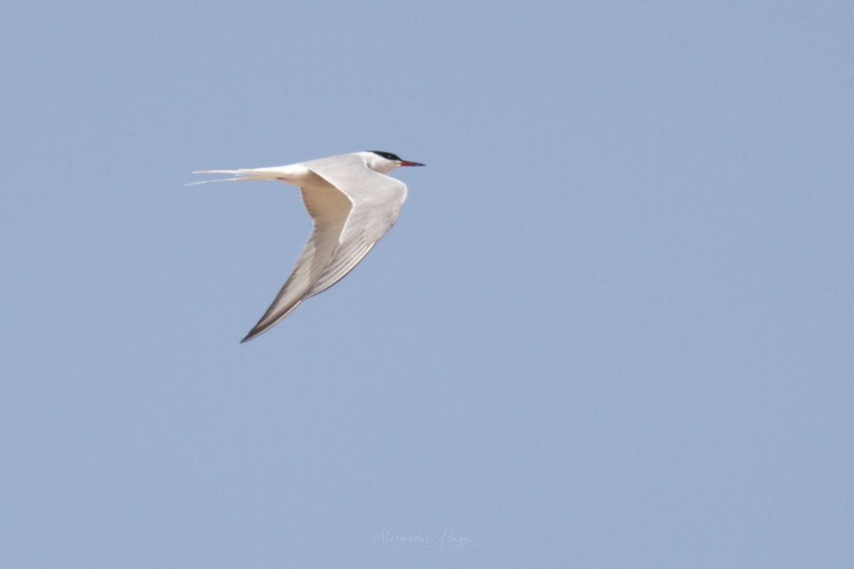 Common Tern - ML300913641