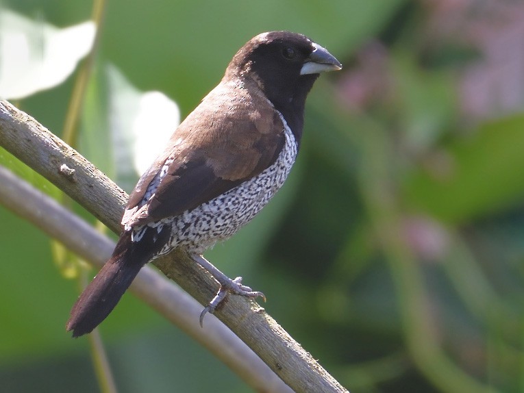 Black-faced Munia - Prayitno Goenarto