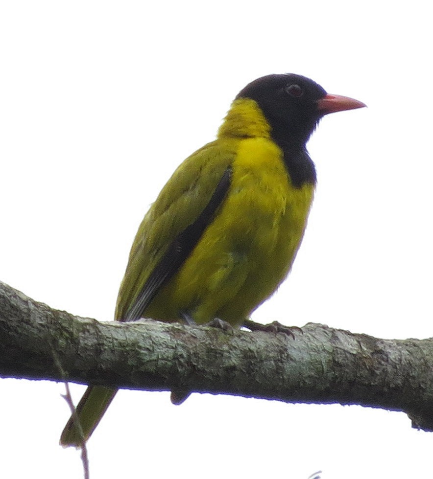 Black-winged Oriole - Rich Hoyer