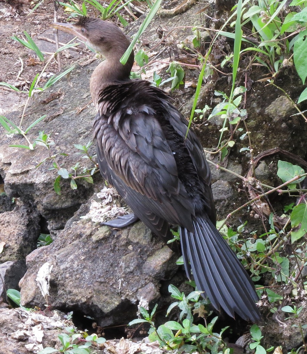 Long-tailed Cormorant - ML300920091