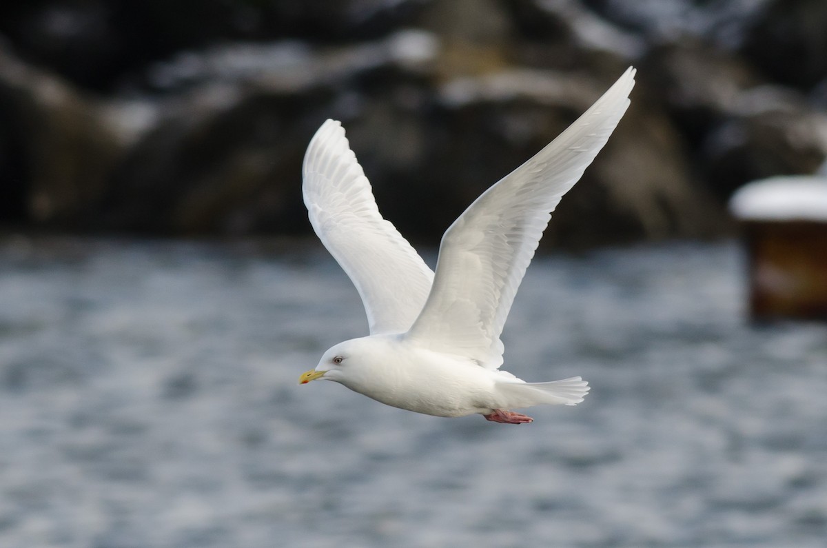 Iceland Gull (glaucoides) - Alix d'Entremont